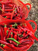 팜모닝 고추·영농일지 게시글 이미지