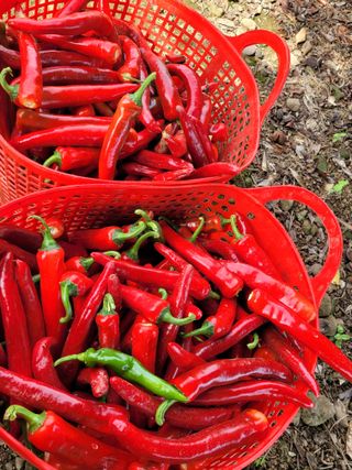 소월영님의 고추 · 영농일지 작성글 사진