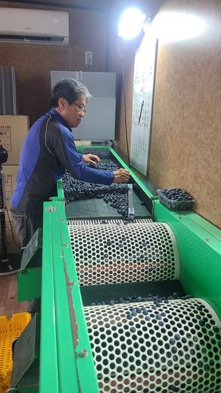 김동만님의 블루베리 · 영농일지 작성글 사진