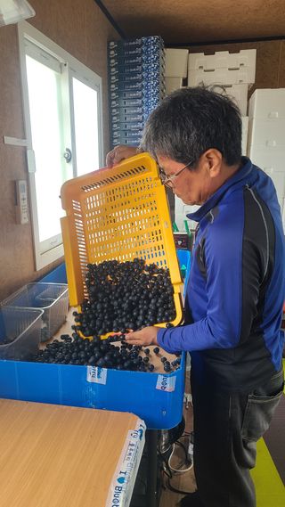 김동만님의 블루베리 · 영농일지 작성글 사진