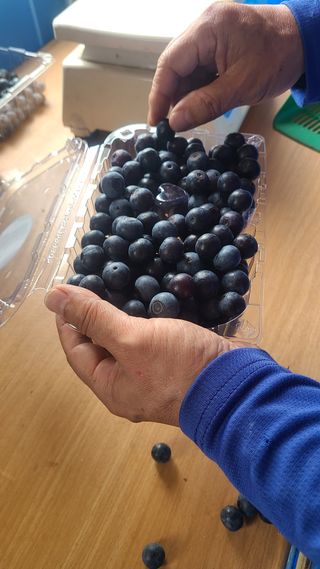 김동만님의 블루베리 · 영농일지 작성글 사진