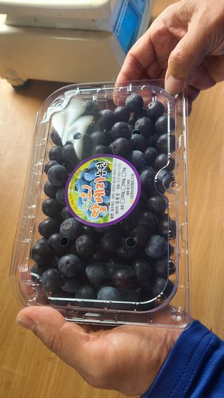 김동만님의 블루베리 · 영농일지 작성글 사진