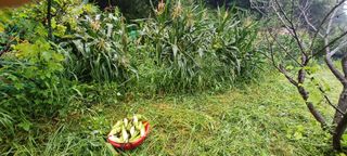 보령 게으른농부님의 자유주제 · 자유게시판 작성글 사진