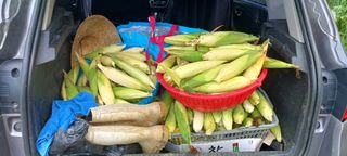 보령 게으른농부님의 자유주제 · 자유게시판 작성글 사진