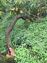 팜모닝 복숭아·영농일지 게시글 이미지