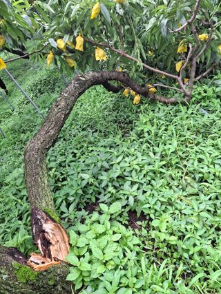 임맹수님의 복숭아 · 영농일지 작성글 사진