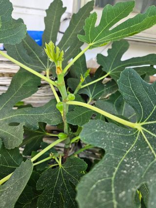 강류담15632님의 감자 · 영농일지 작성글 사진