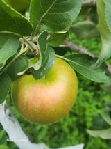 팜모닝 사과·병해충상담 게시글 이미지