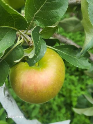 텃밭농님의 사과 · 병해충상담 작성글 사진