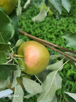 텃밭농님의 사과 · 병해충상담 작성글 사진