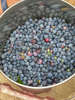 류만수님의 블루베리 · 영농일지 작성글 사진