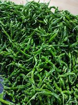 팜모닝 고추·영농일지 게시글 이미지