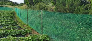 박태영님의 고구마 · 영농일지 작성글 사진