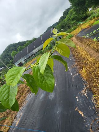 안종※님의 감 · 영농일지 작성글 사진