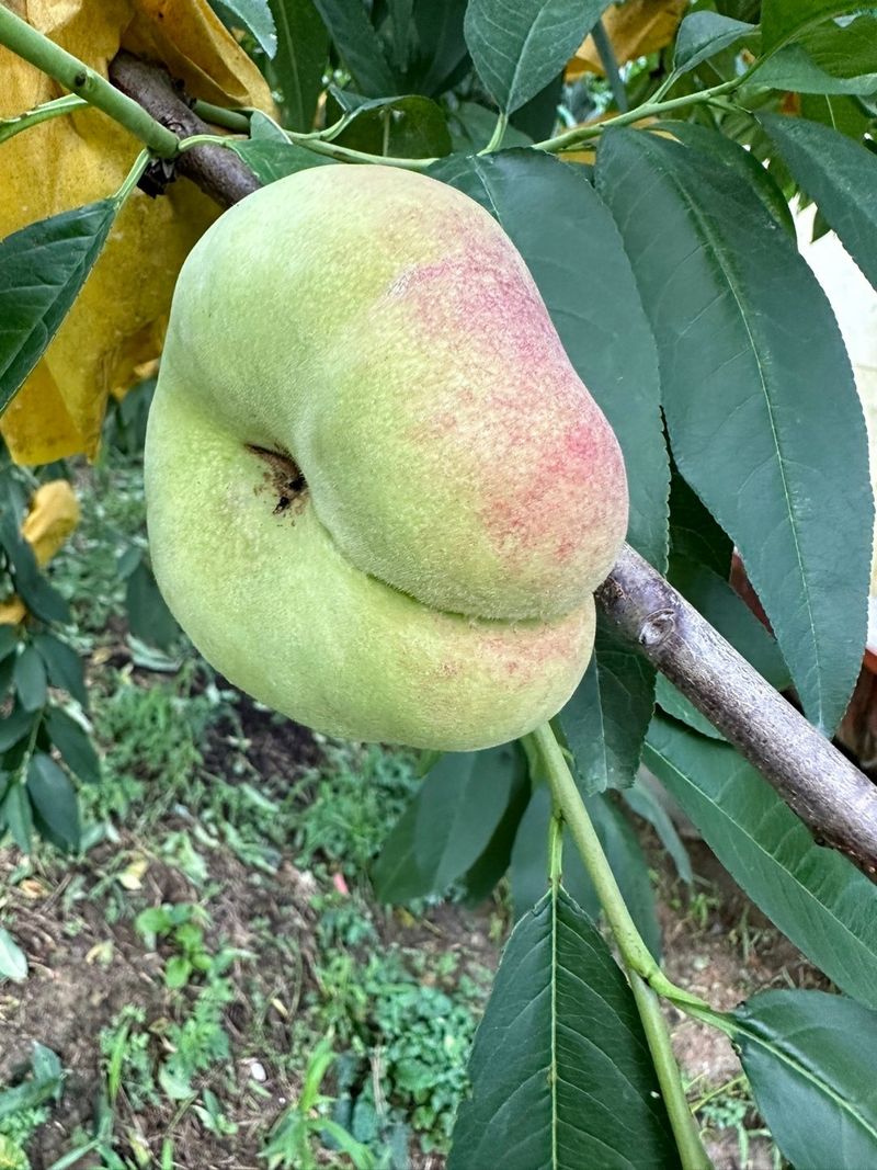 장터 상품 [거반도 (넓적복숭아)] 썸네일