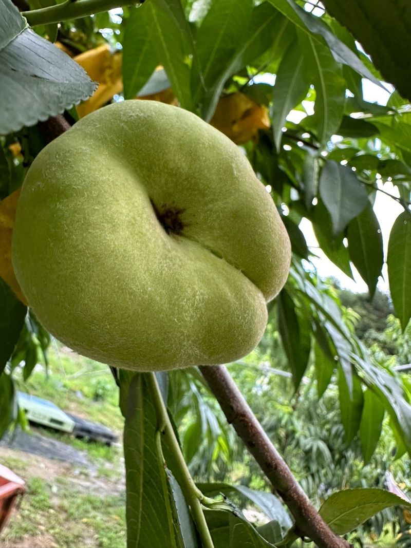 김안식~납작복숭아님의 장터 판매 상품 [거반도 (넓적복숭아)] 첨부 사진