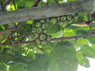 신강우님의 기타작물 · 영농일지 작성글 사진