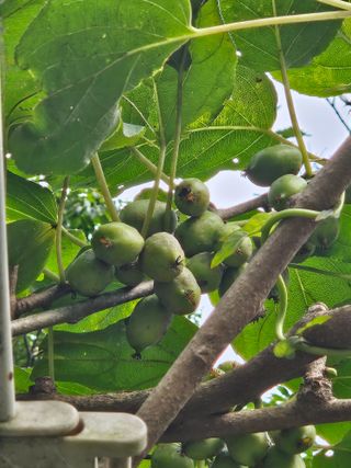 신강우님의 기타작물 · 영농일지 작성글 사진