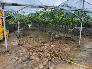 백화산지킴이산야초님의 포도 · 영농일지 작성글 사진