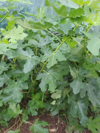 유기농 블루베리 농님의 블루베리 · 영농일지 작성글 사진