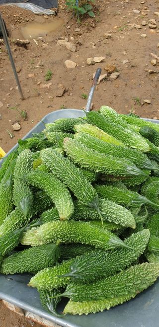 밤가시 여주농장님의 기타작물 · 영농일지 작성글 사진