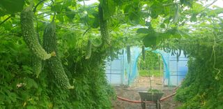 밤가시 여주농장님의 기타작물 · 영농일지 작성글 사진