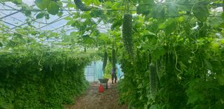 밤가시 여주농장님의 기타작물 · 영농일지 작성글 사진