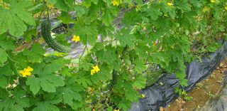 밤가시 여주농장님의 기타작물 · 영농일지 작성글 사진