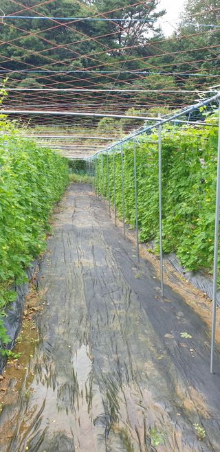 밤가시 여주농장님의 기타작물 · 영농일지 작성글 사진