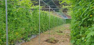 밤가시 여주농장님의 기타작물 · 영농일지 작성글 사진