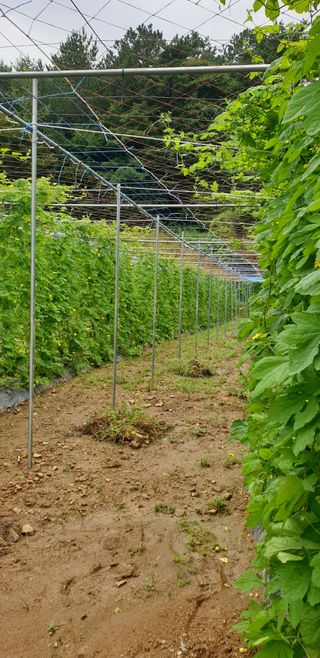 밤가시 여주농장님의 기타작물 · 영농일지 작성글 사진