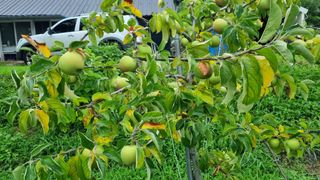 상추13362님의 사과 · 비료•농약 작성글 사진