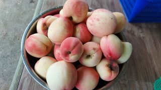 알 수 없음님의 복숭아 · 영농일지 작성글 사진