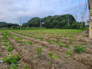 본트리님의 콩 · 영농일지 작성글 사진