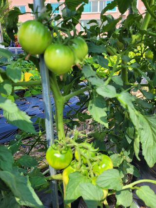 골담초님의 자유주제 · 자유게시판 작성글 사진