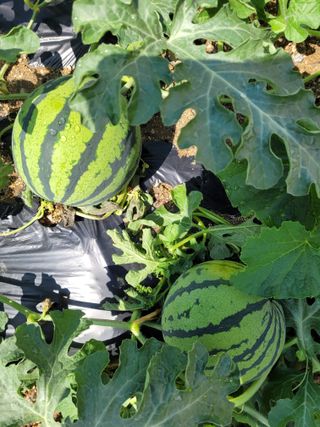 골담초님의 자유주제 · 자유게시판 작성글 사진