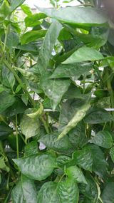 팜모닝 고추·병해충상담 게시글 이미지