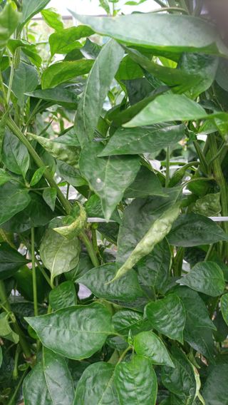 성정동님의 고추 · 병해충상담 작성글 사진