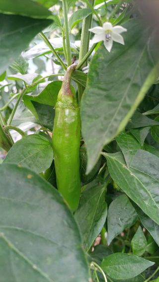 성정동님의 고추 · 병해충상담 작성글 사진