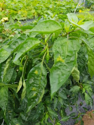 초보농사님의 고추 · 병해충상담 작성글 사진