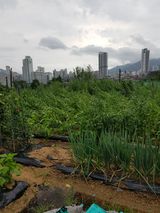 팜모닝 자유주제·자유게시판 게시글 이미지