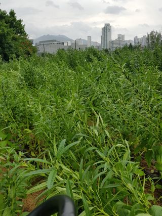 담디농원님의 자유주제 · 자유게시판 작성글 사진