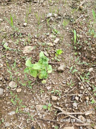 강정아님의 들깨 · 영농일지 작성글 사진