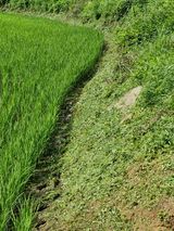 팜모닝 벼·영농일지 게시글 이미지