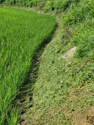 박정희님의 벼 · 영농일지 작성글 사진