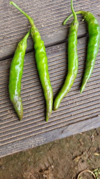 이상균님의 고추 · 병해충상담 작성글 사진