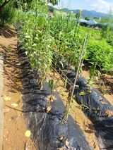 팜모닝 참깨·병해충상담 게시글 이미지