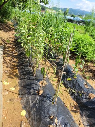 매미농장님의 참깨 · 병해충상담 작성글 사진