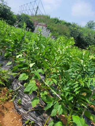 매미농장님의 참깨 · 병해충상담 작성글 사진