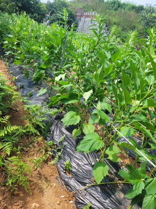 매미농장님의 참깨 · 병해충상담 작성글 사진